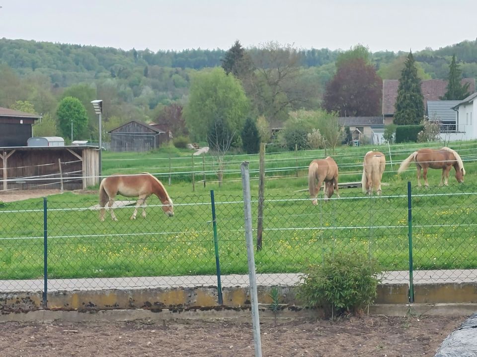 Haflinger-Pferde auf der Koppel im Frühling – Umgebung der Ferienwohnung in Neuenstadt am Kocher