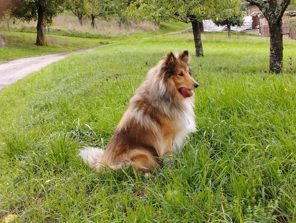 Hund auf einer Streuobstwiese – Urlaub mit Hund im Kochertal