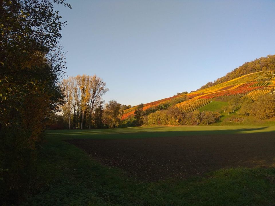 Weinberg im Abendlicht – Wandern im Kochertal
