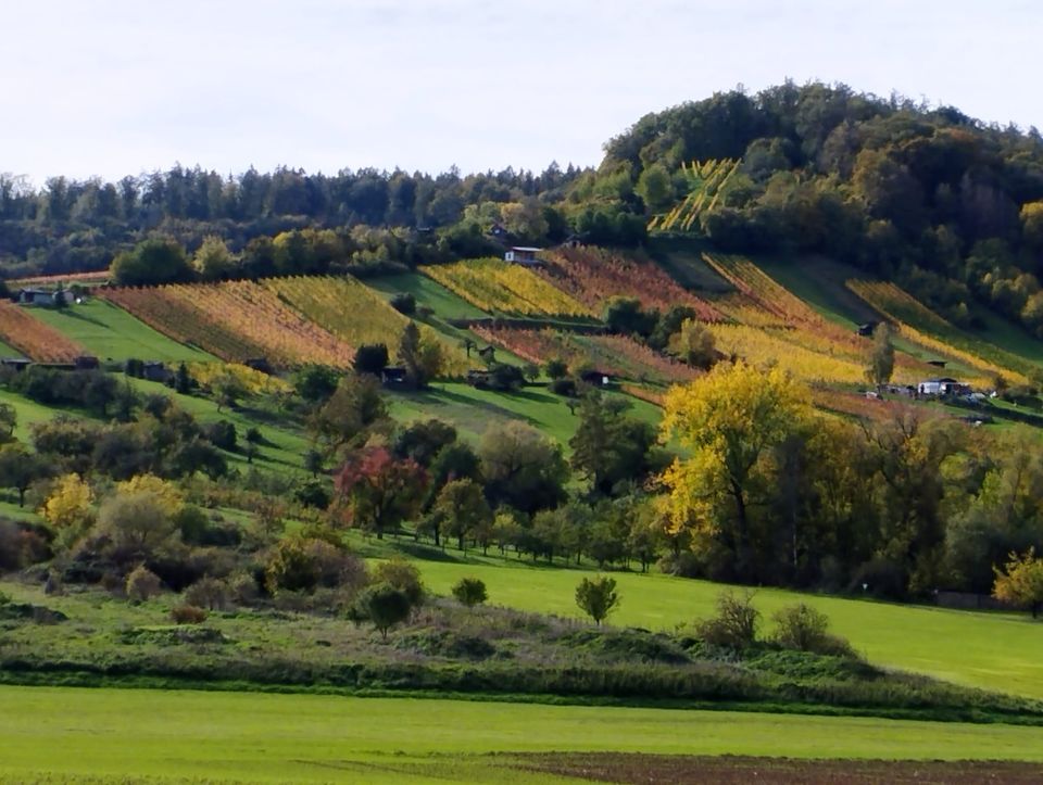 Bunte Weinberge im Herbst – Umgebung der Ferienwohnung in Neuenstadt am Kocher
