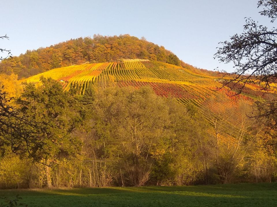 Weinberg im goldenen Herbst – Weinregion rund um Neuenstadt am Kocher