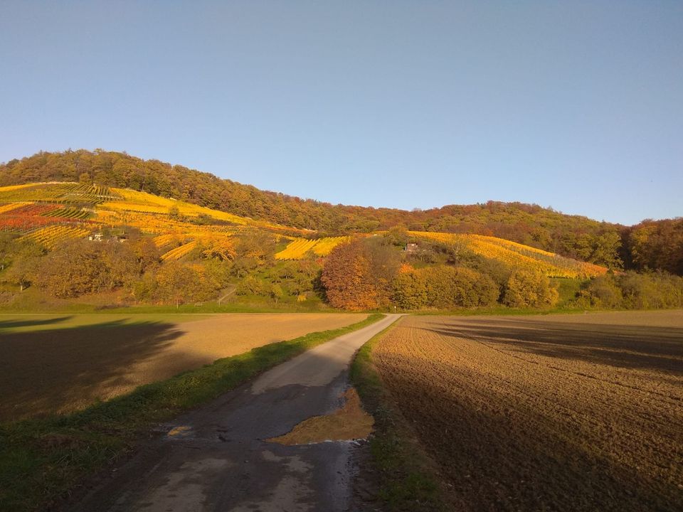 Goldene Weinberge im Herbst – Landschaft rund um die Ferienwohnung Blick zum Wald in Cleversulzbach, Neuenstadt am Kocher