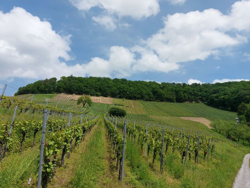 Grüne Weinberge im Sommer unter blauem Himmel – Umgebung der Ferienwohnung in Neuenstadt am Kocher