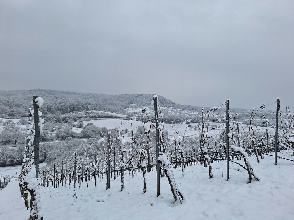 Verschneite Weinberge im Winter – Umgebung der Ferienwohnung in Neuenstadt am Kocher